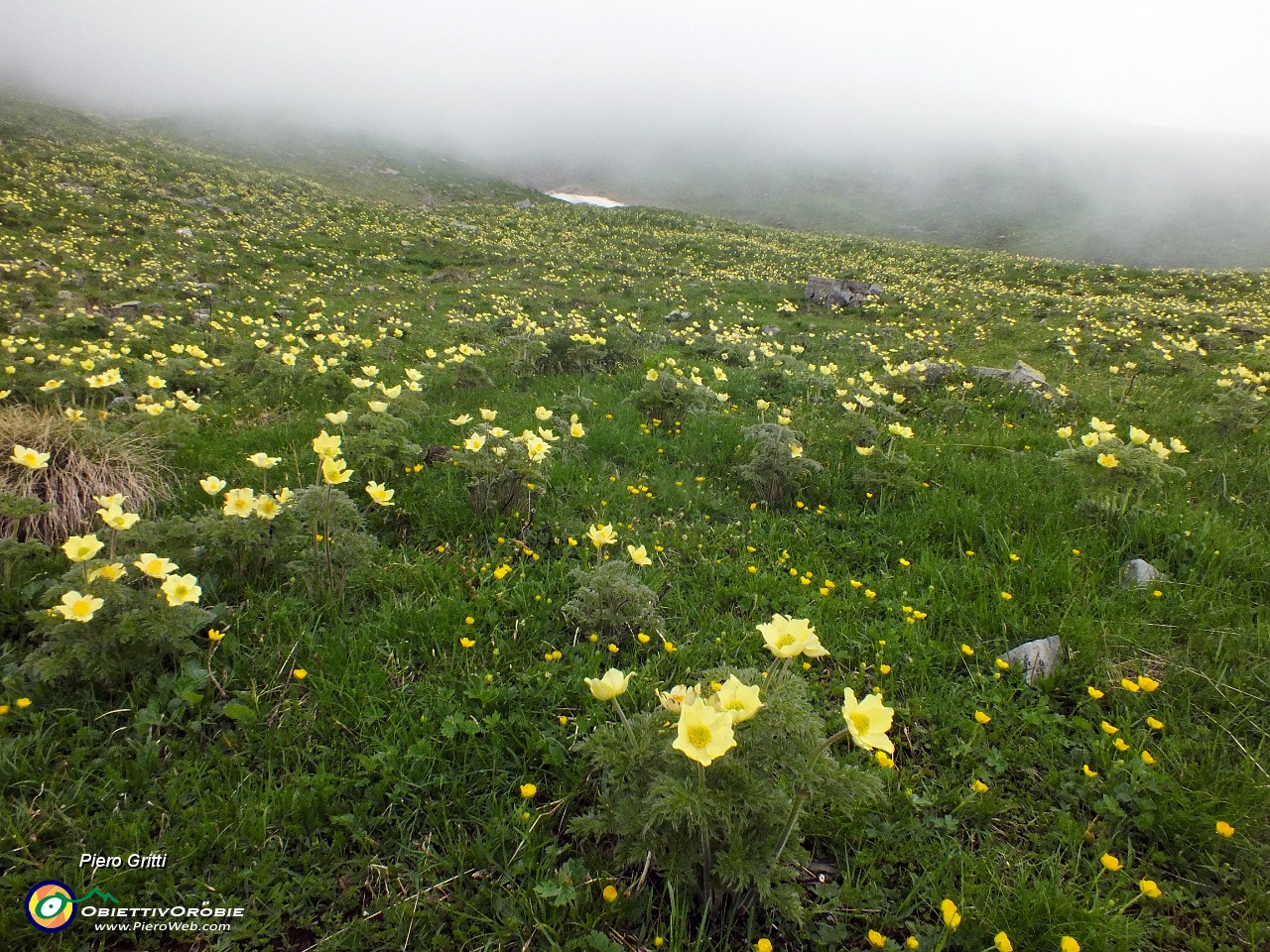 27 Gialle distese di pulsatilla alpina sulfurea.JPG